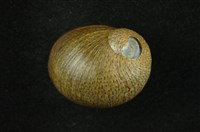 藏品(石蜑螺)的圖片